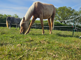 Palomino yearling for sale