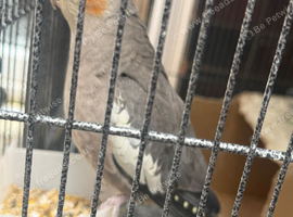 Female Cockatiel