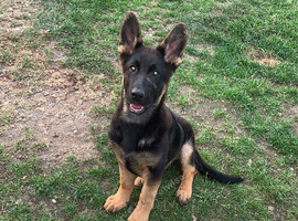 Blue German Shepherd puppies