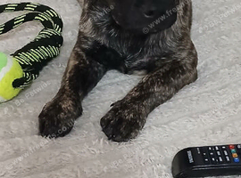 The dog is mix Staffordshire bull terrier with French bulldog 10months old