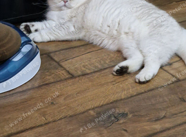 Colour Point boy neutered