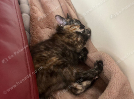 3 female kittens