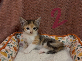 Beautiful kittens ready for loving homes