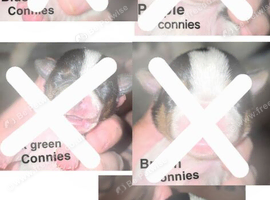 7 miniature jack russells