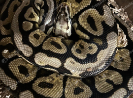 Female Royal Python for sale - adult
