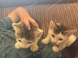 Beautiful kittens ready now