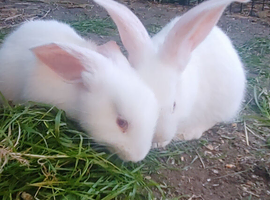 3 albino continental x rabbits In Liverpool