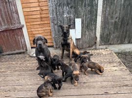 Cane corso x Belgian Malinois puppies