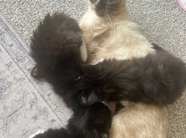 3 beautiful half Siamese kitten