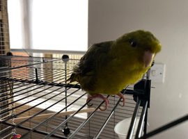 Litttle girl lineolated parakeet