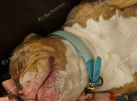 5 year old pocket bully