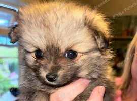 Pomeranian boy 7 months old