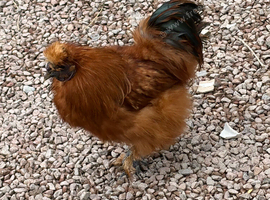 Silkies available