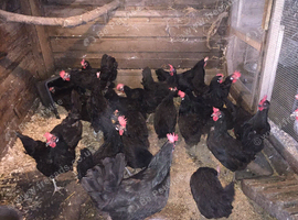 Blue Egg Layers Available