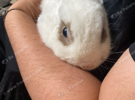 Female rabbit