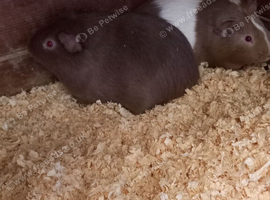 Male Guinea Pigs for sale