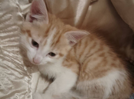 4 kittens beautiful looking