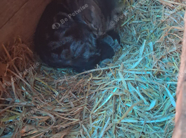 Bengal x manx