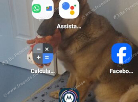 Looking for a German Shepherd or cross in Dorset