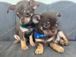 KC Reg Chocolate Chihuahuas