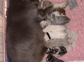 French bulldog puppies
