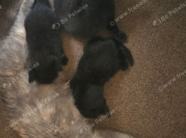 3 Beautiful Black Kittens &ndash; 2 Boys & 1 Girl &ndash; Ready Now
