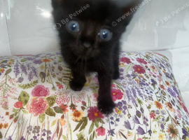 3 female kittens Ready now