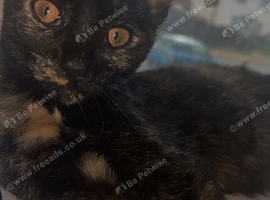 URGENT* Kitten for rehoming