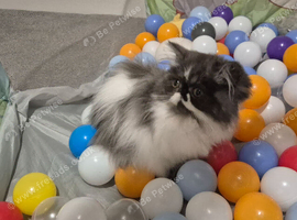 Beautiful & Loving Persian Kittens Looking for Forever Homes
