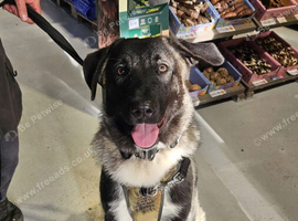 Caucasian Shepard cross 8 month old girl