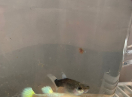 Guppies