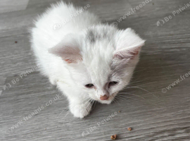 2 female white  kitten ready  for new homes