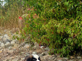 Beautiful Saint Bernard puppies