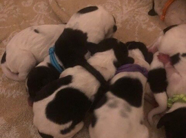english springer spaniels black and white