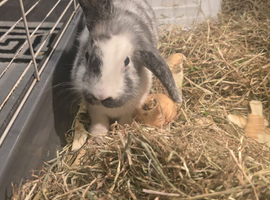 Lionhead lop kits