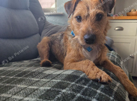 Lakeland terrier boy for sale family homes only