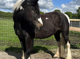 Lovely cob