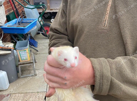Micro x ferret