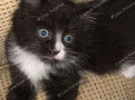 Two kittens