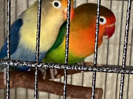 Love bird pair