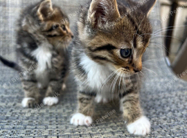 Beautiful kittens