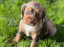 MERLE COCKER SPANIELS!!