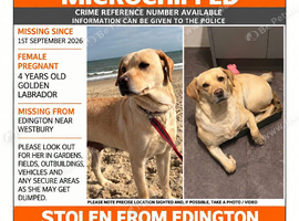Stolen Labrador
