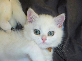 READY NOW 2 GCCF Regd Golden Shaded/Tipped British Short Hair Females