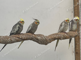 Cockatiels