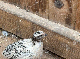 Male Quail