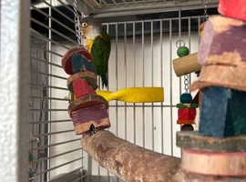 A pair of concures (no cage )