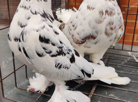 2 female west of england pigeon's for sale