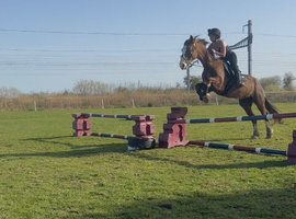 14.2 section D mare