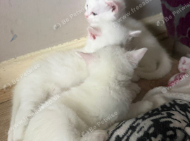 Kittens for sale
